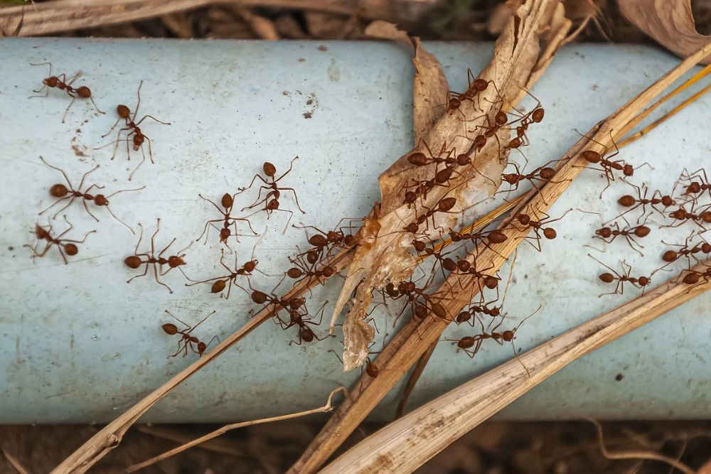 A cluster of ants on a pipe, illustrating the issue addressed by ant control services in San Antonio, TX.