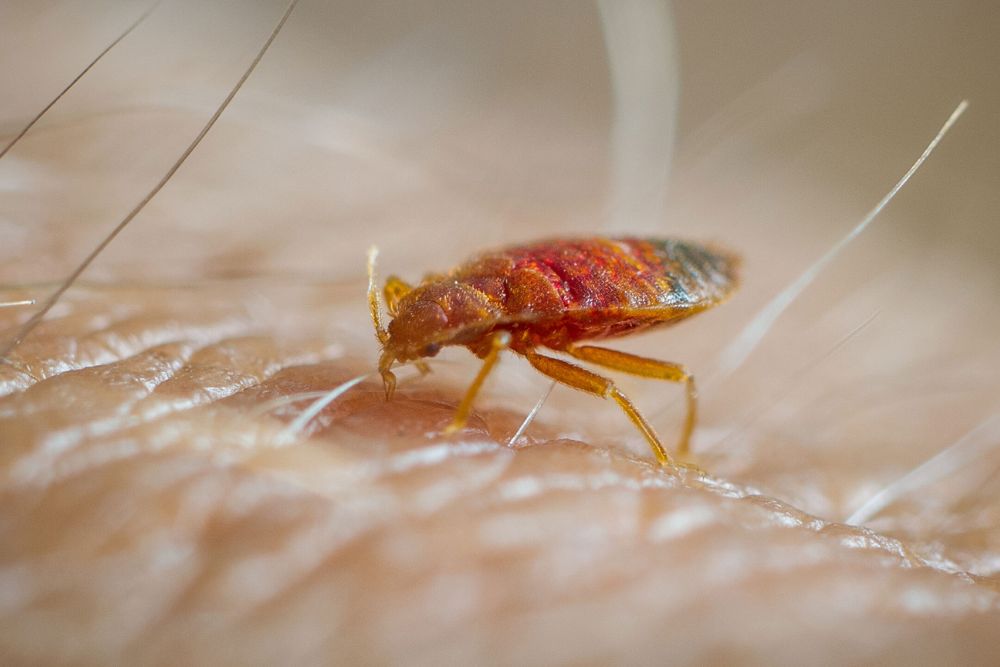 A bed bug on a person's skin, illustrating the issue of infestations and the need for control services in San Antonio, TX.