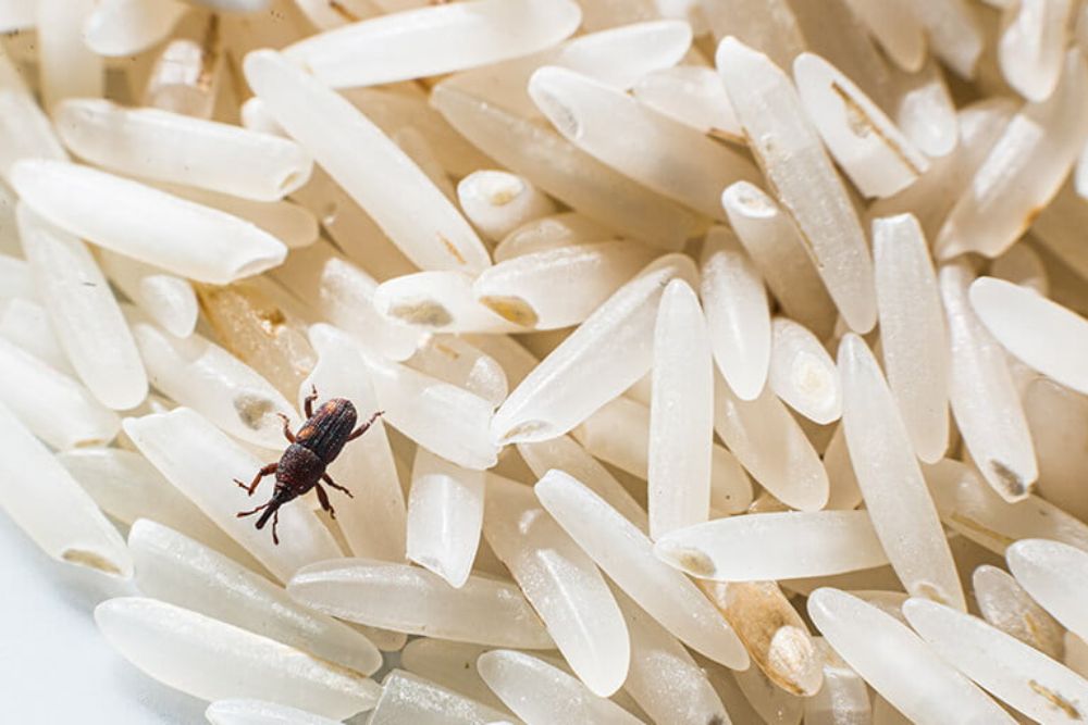 A bug sits atop a rice pile, illustrating the pest issues addressed by home pest control services in San Antonio, TX.