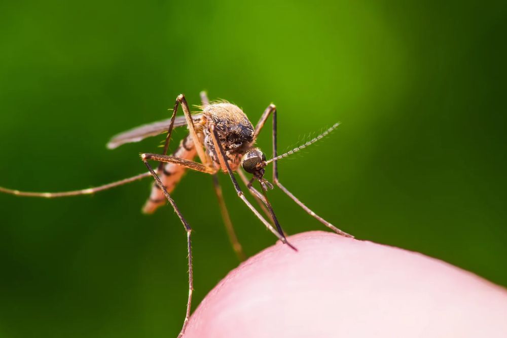 Human hand with visible mosquito bites, emphasizing the importance of mosquito control services in San Antonio, TX.