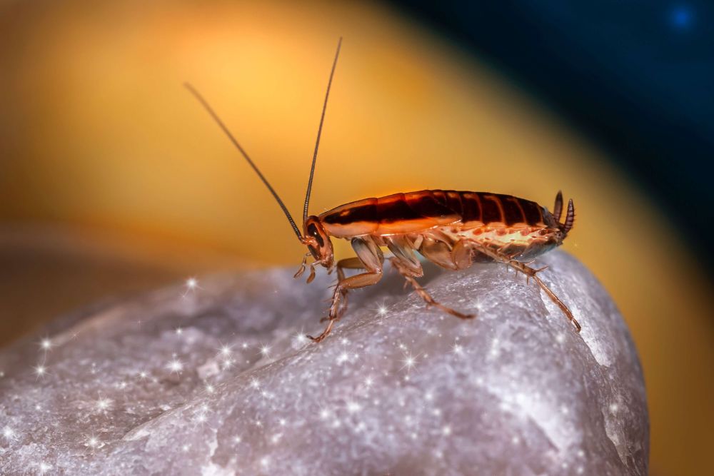 A cockroach situated on a rock, highlighting pest control services in San Antonio, TX.