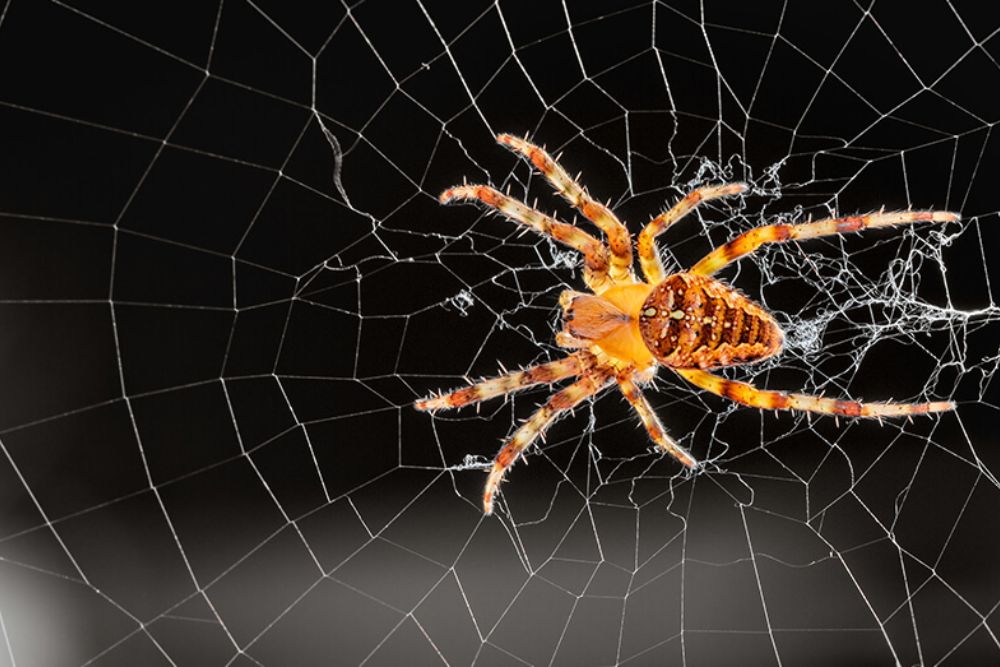 In a dark environment, a spider is seen on its web, illustrating the relevance of spider control services in San Antonio, TX.