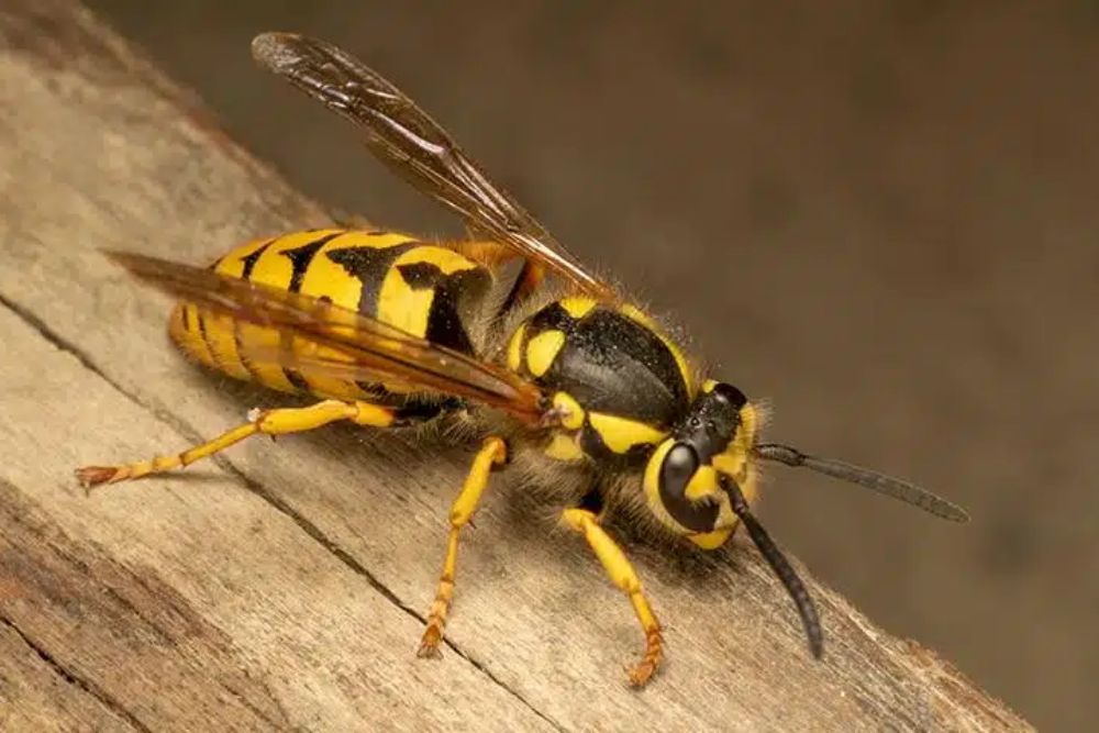 A yellow and black wasp resting on a wooden piece, illustrating the stinging control service offered in San Antonio, TX.