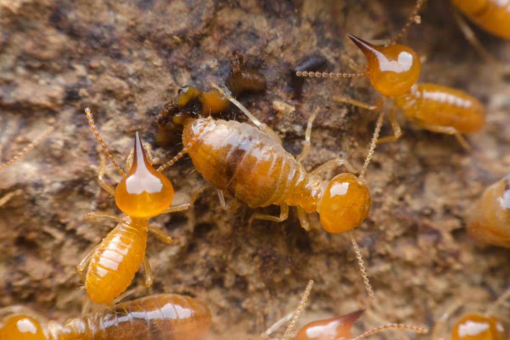 Infestation of termites in wood, illustrating the importance of termite control services in San Antonio, TX.
