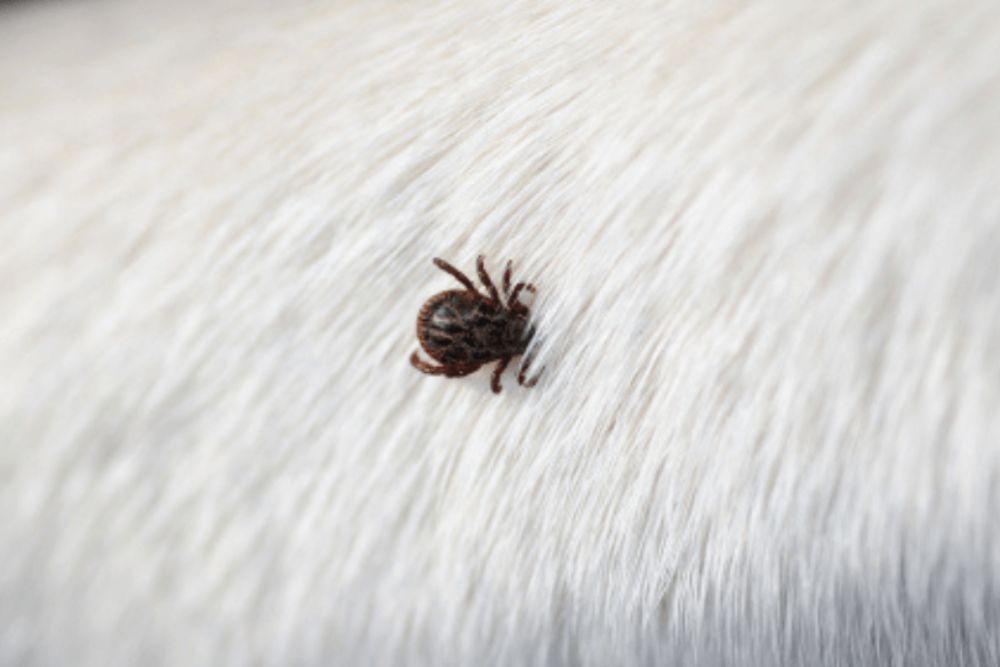 A tick found in a dog's fur, illustrating the necessity for effective tick and flea control services in San Antonio, TX.